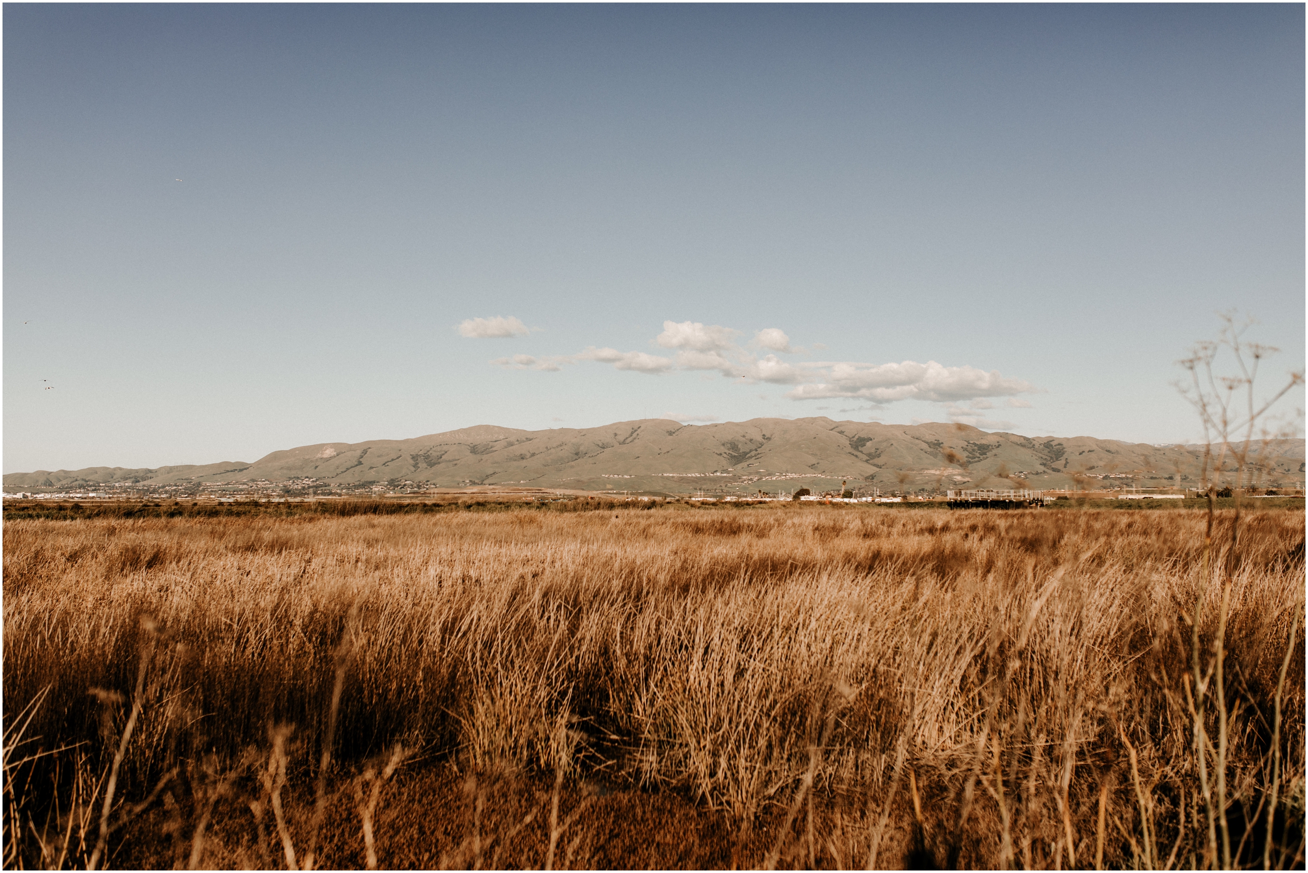 landscape of swamp grass and mountains in background